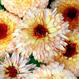 Календула Замшевая бахрома