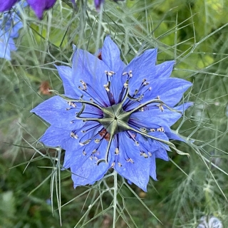 Калинджи (чернушка посевная)