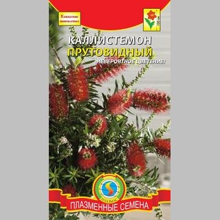 Каллистемон прутовидный