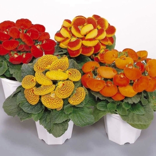 Кальцеолярия Дэинти F1 Черевички смесь