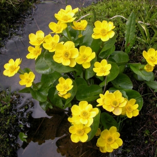 Калужница Огоньки лесная