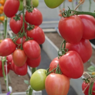 Томат Камелот F1