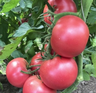 Томат Камби F1