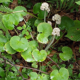 Камнеломка Манчжурская (большой пакет)