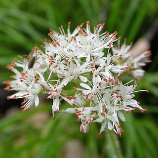 Камнеломка Манчжурская (большой пакет)