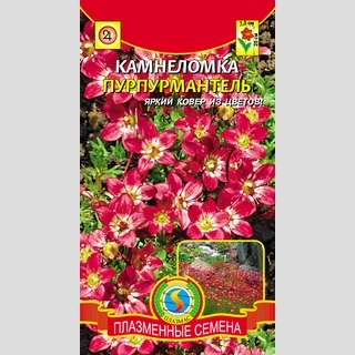 Камнеломка Пурпурмантель