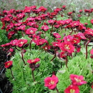 Камнеломка Цветочный ковер