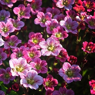 Камнеломка Фламинго смесь