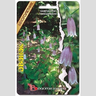 Кампанула такешимана Звонок