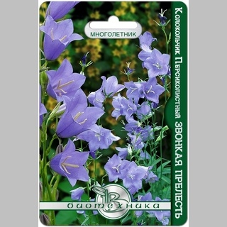 Колокольчик Звонкая прелесть (кампанула)