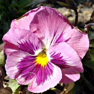 Виола Кан Кан Розовая F1