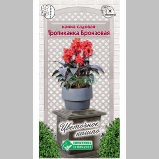 Канна Тропикана бронзовая садовая