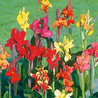 Канна индийская Большие цветы