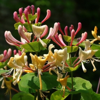 Каприфоль Ароматная лиана (жимолость)