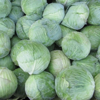 Капуста Атрия F1