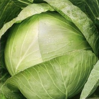 Капуста Фаворит F1