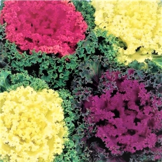 Капуста Принцесса смесь (декоративная)