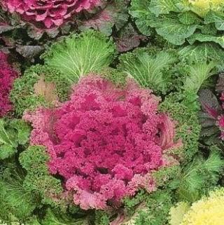 Капуста Серенада (декоративная)