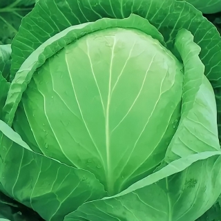 Капуста Колобок F1