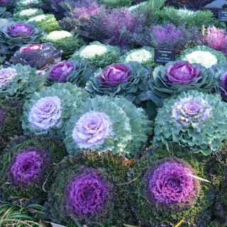 Капуста Кружевная мозаика (декоративная)