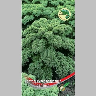 Капуста Кадет курчаволистная