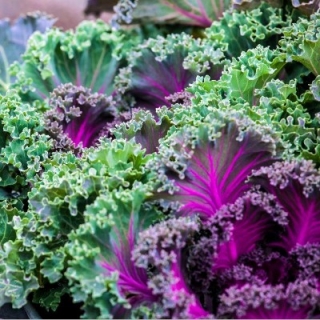 Капуста Мисс Розе (листовая)