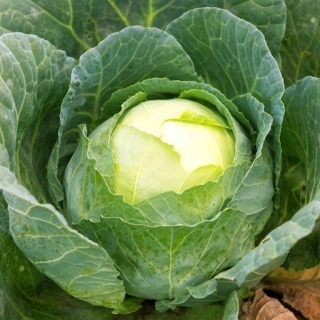 Капуста Московская поздняя 15 (+50% Бесплатно)