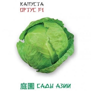 Капуста Ортус F1