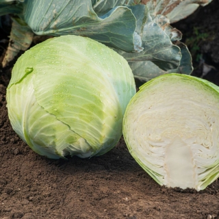 Капуста Профессор F1