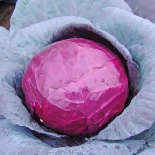 Капуста Розалинда F1