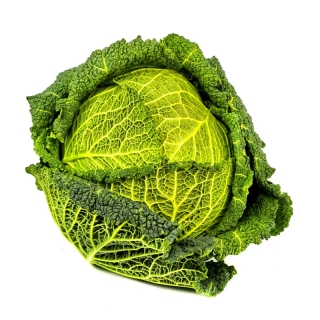 Капуста Зеленое Кружево савойская