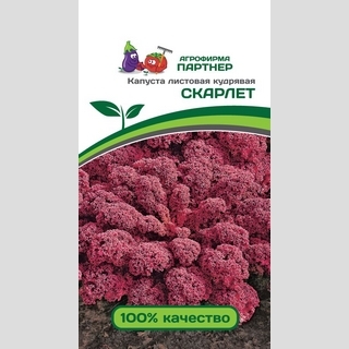 Капуста Скарлет кудрявая (листовая)