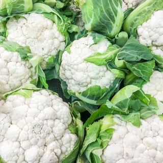 Капуста Фридом F1 (цветная)