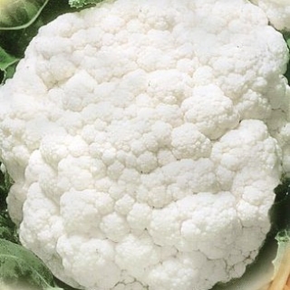 Капуста Мовир-74 цветная