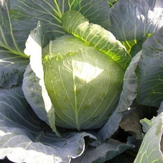 Капуста Вестри F1