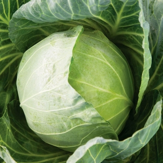 Капуста Харьковская Зимняя