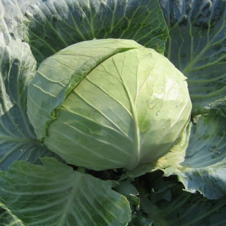 Капуста Платун F1