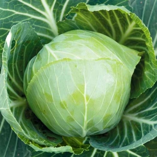 Капуста Сахарная молния® F1 (большой пакет)