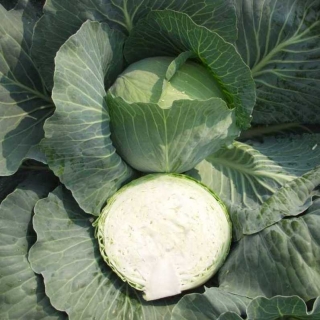 Капуста Чудо на рекорд F1