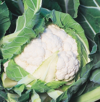 Капуста Илкар F1 цветная