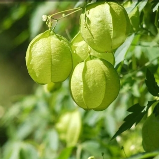 Кардиоспермум Жонглер