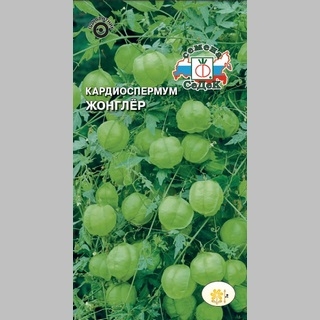 Кардиоспермум Жонглер