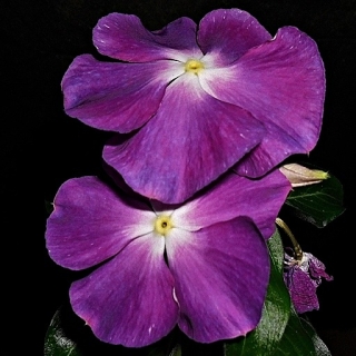 Катарантус Санджевелс Блуберри Шейдс