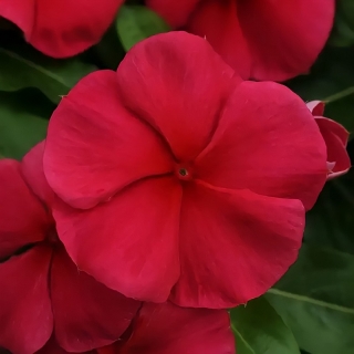 Катарантус Казанова