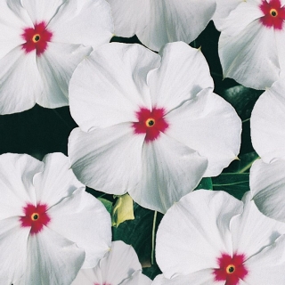 Катарантус Пацифика Полка