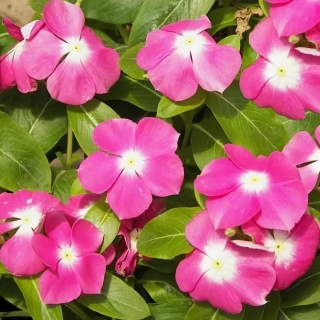 Катарантус Пацифика XP Дип Орхид