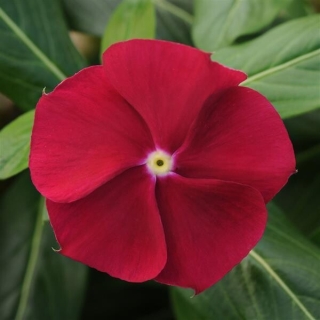 Катарантус Пацифика XP Кренберри