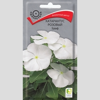 Катарантус Халиф