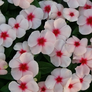 Катарантус Падишах