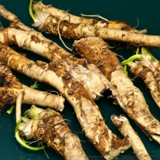 Катран Аккорд (хрен)